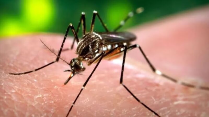 El dengue crece en los barrios del conurbano y ya alcanzó el pico histórico de casos