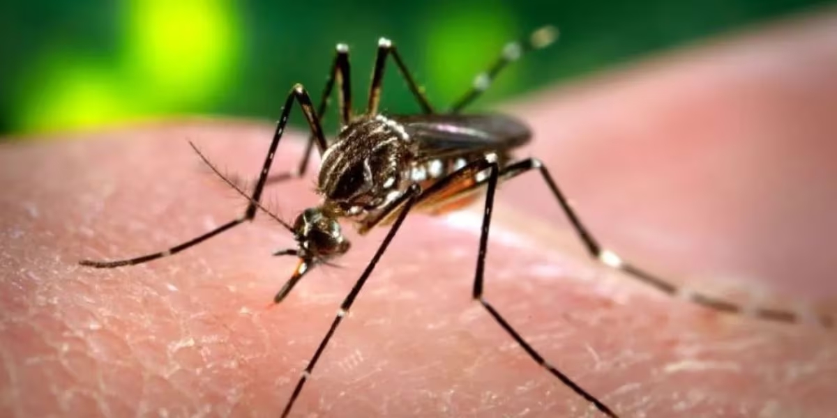 El dengue crece en los barrios del conurbano y ya alcanzó el pico histórico de casos