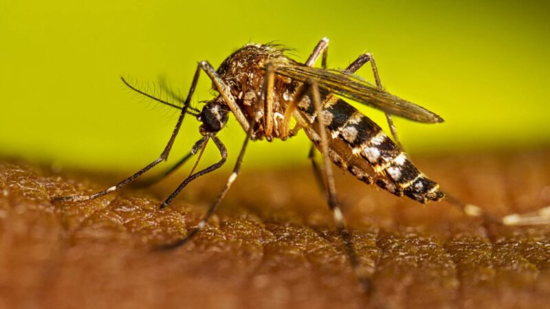 Alerta dengue: primer caso autóctono en el conurbano