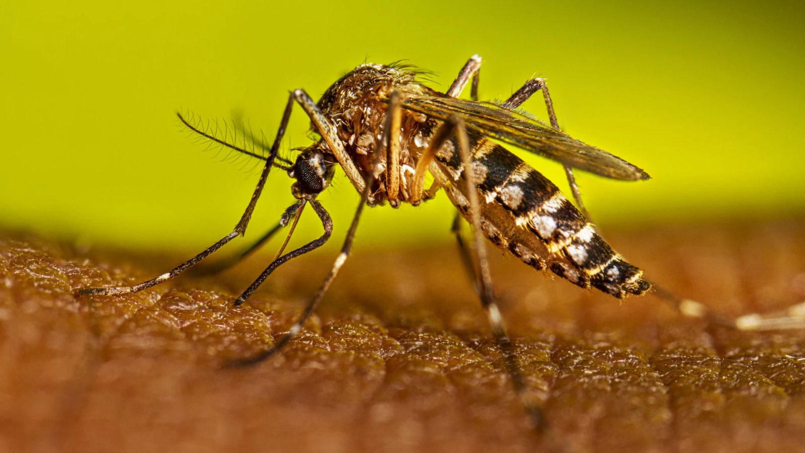 Alerta dengue: primer caso autóctono en el conurbano