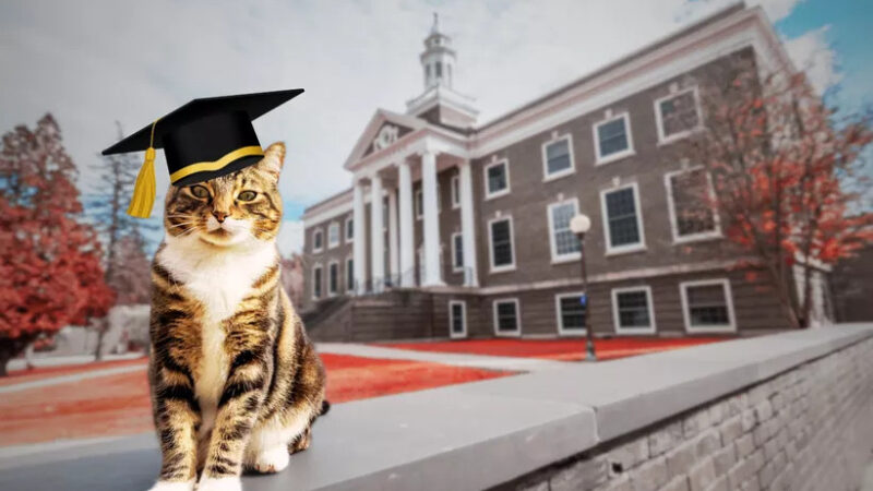 Eduque a su gato en la UBA