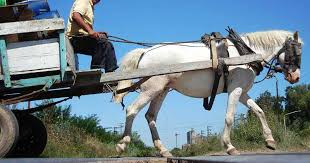 Tracción a sangre en Avellaneda: una imagen que duele y atrasa