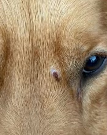 Lo mordió el perro del vecino, lo amenazó de muerte y le disparó al animal en la cabeza como venganza